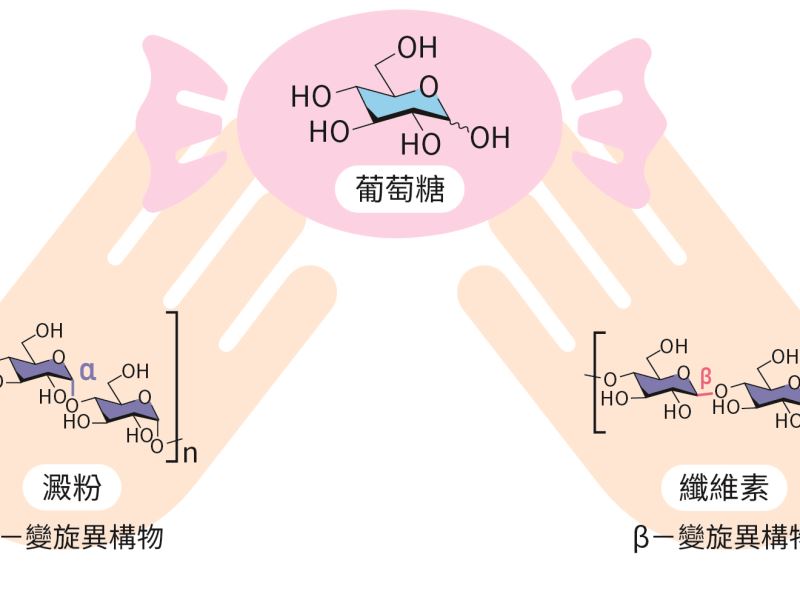 突破醣化學瓶頸 合成醣分子的高效新方法