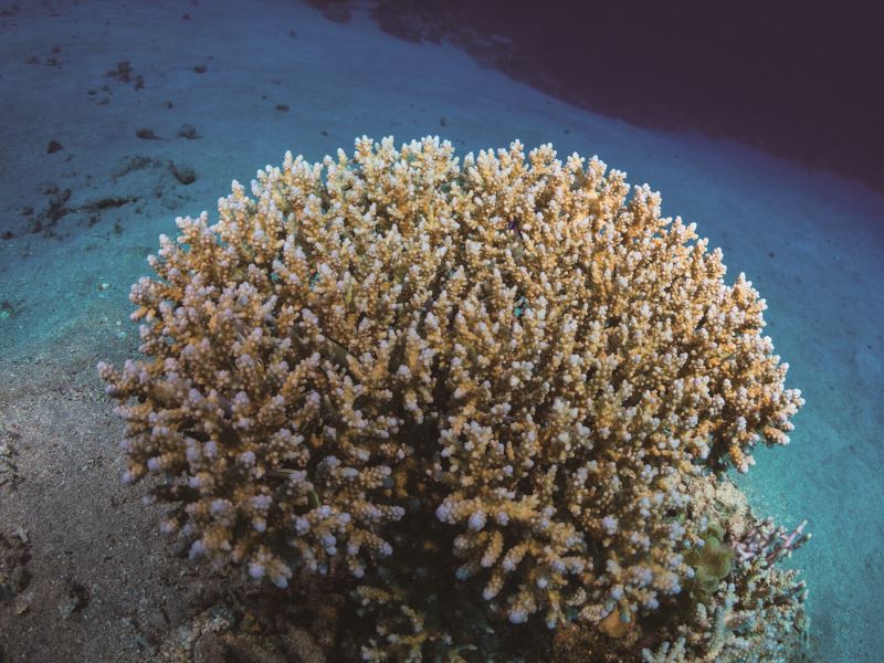 水母激增、珊瑚白化！ 海洋熱浪與海水酸化引發的生態危機