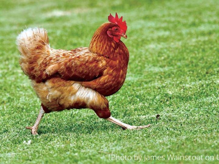 基因編輯的雞能抵抗禽流感？