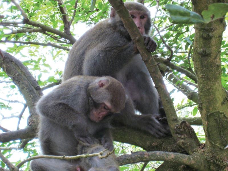 另類實驗動物選項：利用臺灣獼猴進行醫學研究？