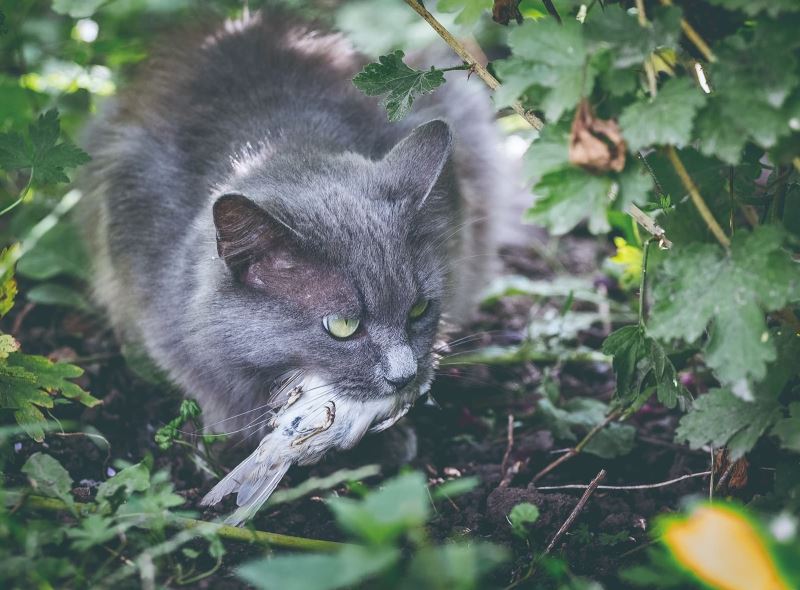 家貓的野餐菜單超過2000個物種