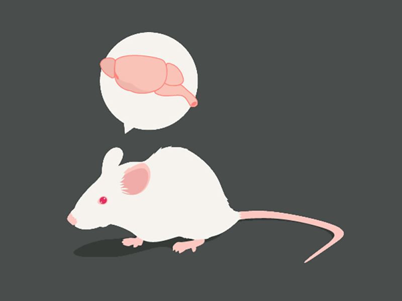 NIH團隊成功建構完整的小鼠腦細胞圖譜 替未來的神經科學研究打下基礎