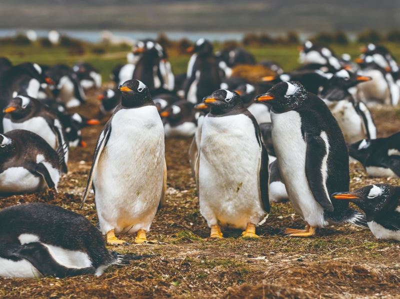 首例因禽流感死亡的南極企鵝