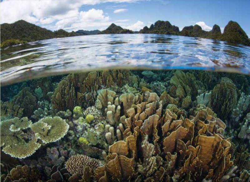 人類與自然的最後一線生機 國際與我國生物多樣性策略及行動方案