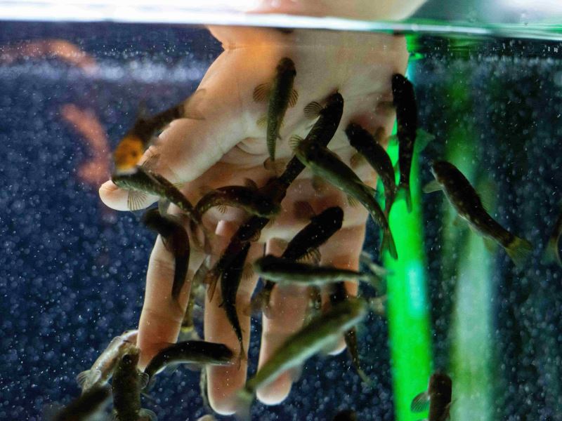 日本鮭魚愈來愈少 放流魚苗政策出了什麼問題？