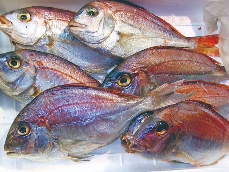 臺灣人工放流魚苗的威脅、管理與挑戰