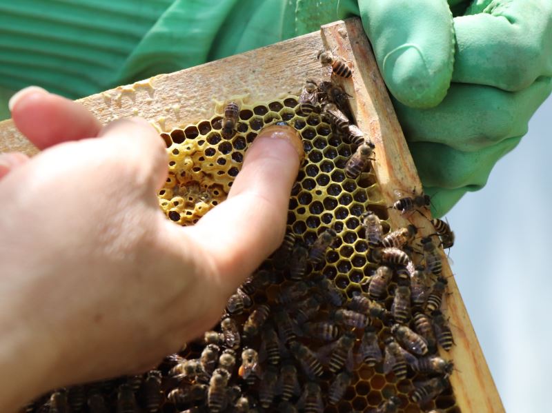 讓野蜂重回山林 一場與蜂共舞的生態復育行動 - 宜蘭大學生物技術與動物科學系特聘教授陳裕文、 菁采迪佳自然農場負責人鄭宏松專訪