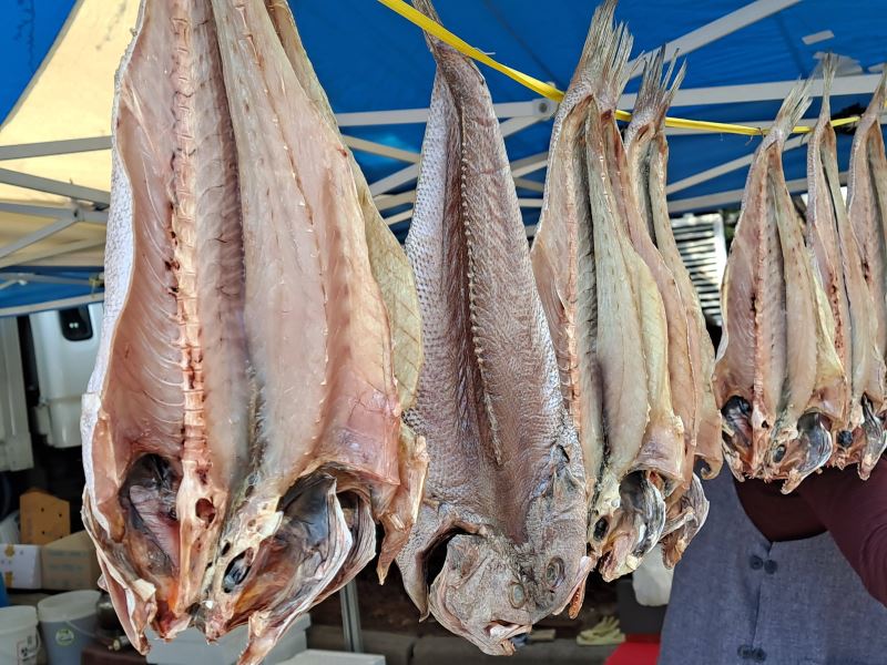 黃魚易受海水溫度變化影響 生物學者呼籲分區、分物種精準管理