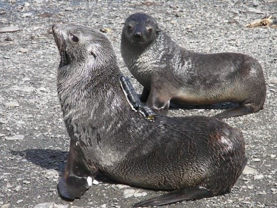自己的海洋自己救 背負研究大任的海洋動物
