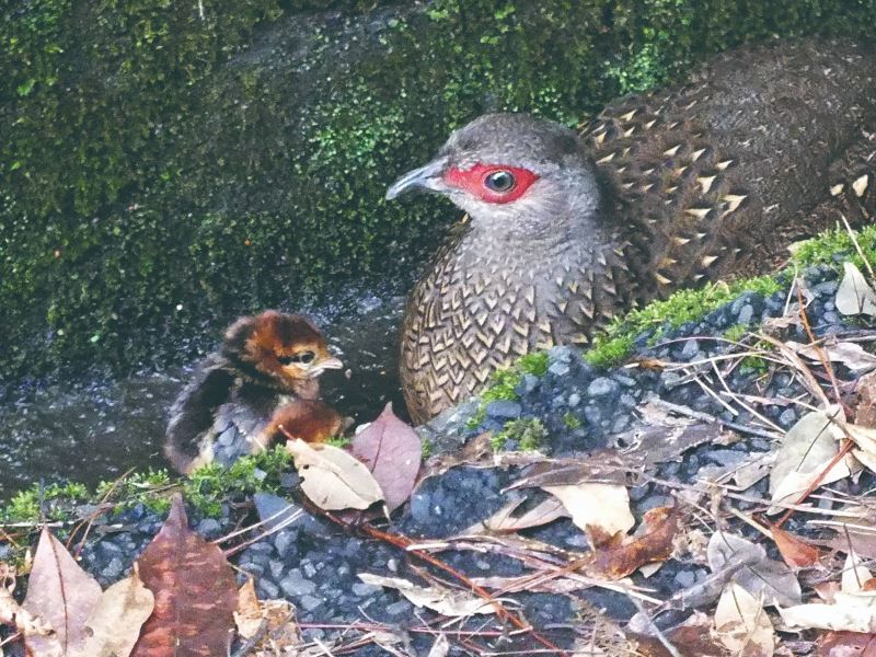 小鳥去哪裡？ 評估野生動物的棲地偏好