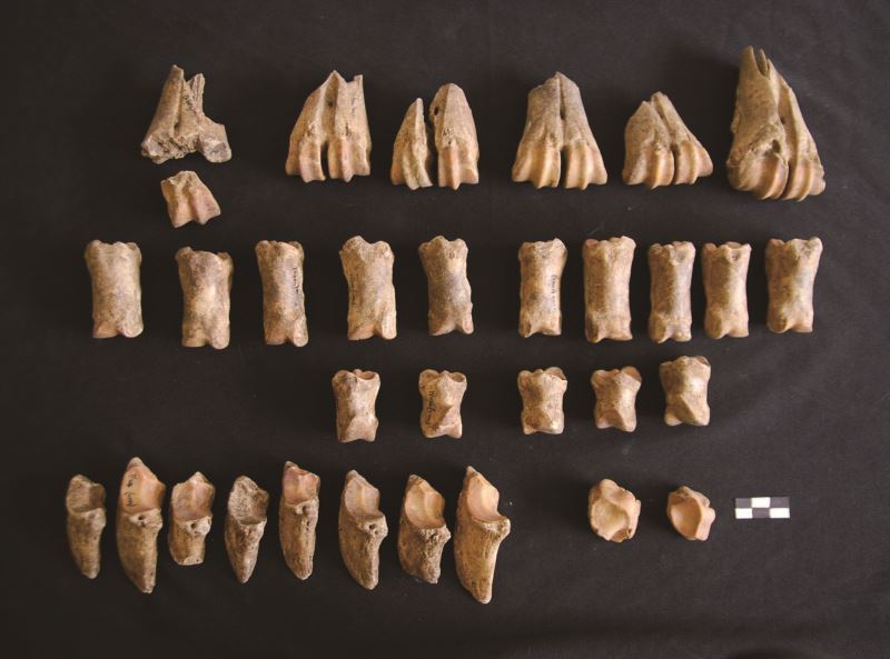 動物考古學 重新認識人與土地、動物及環境的關係