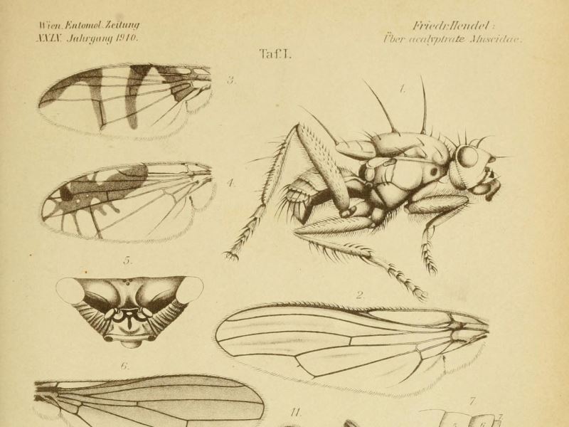 畫筆下的自然是「真實」的嗎？ 從科學史看繪圖中的客觀性