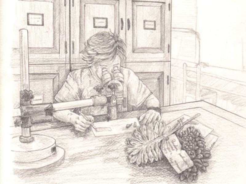 植物學家的田野筆記 繪圖、觀察構成的旅程