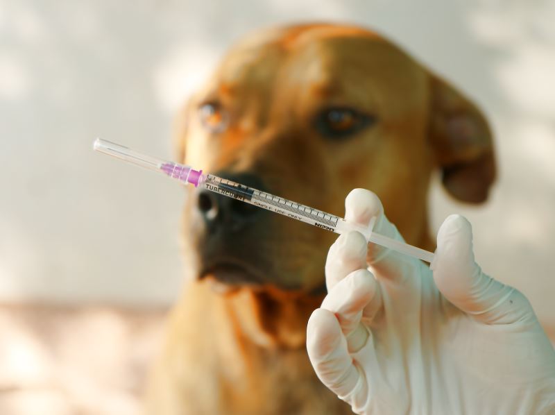 狂犬病防治前沿 疫苗改良與免疫新策略