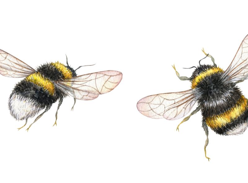 可愛的熊蜂竟然讀得懂摩斯密碼 揭開大腦可能的演化樣貌 