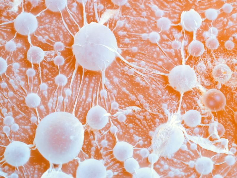 利用極度不穩定的稀有元素打擊癌細胞