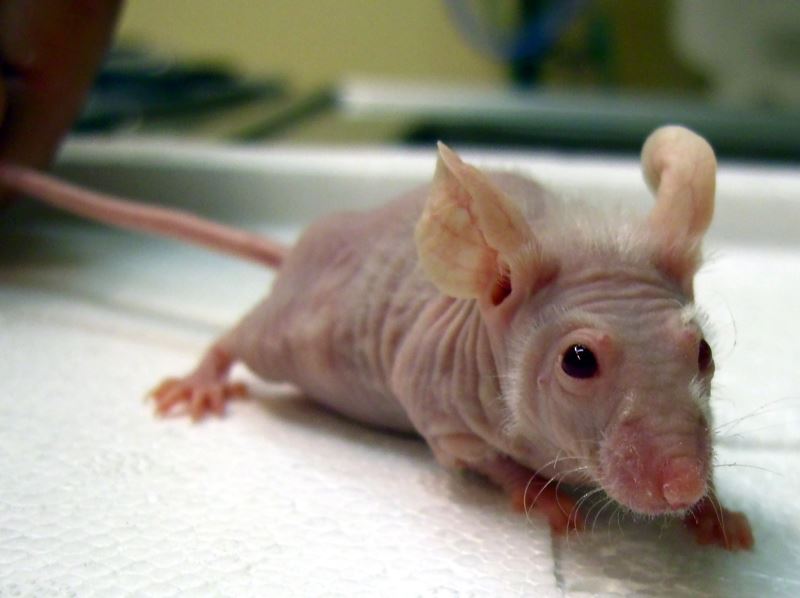 諾貝爾生理學或醫學獎 辨別自我和非我 生物是如何巧妙地讓免疫系統不傷害自己的細胞？