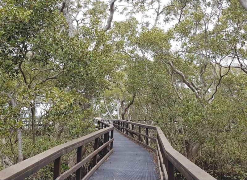 魚與熊掌可兼得嗎？如何平衡紅樹林擴張與鷸鴴類水鳥保育的衝突？