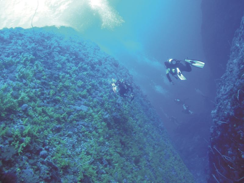 當海洋和濱海成為碳匯 國際與臺灣的藍碳永續潛力