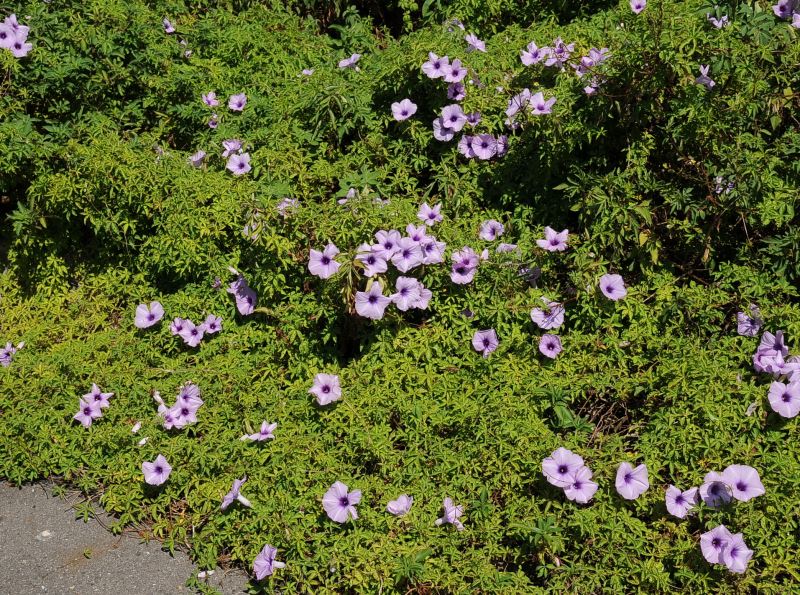 植物改名不因運勢 是為了打造更包容的未來 從植物命名談語言偏見與轉變