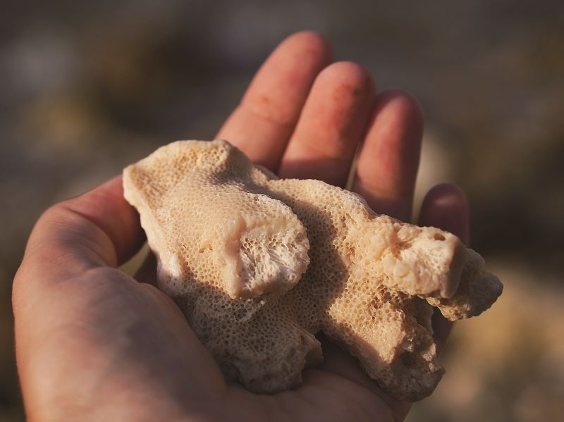 看不見的顆粒，看得見的溶解 隱藏在海洋中的珊瑚礁危機 