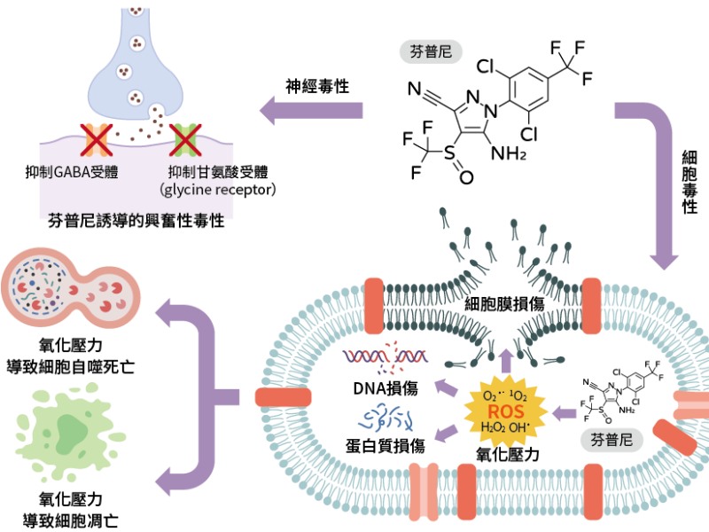 當殺蟲劑走進餐桌 從芬普尼事件談雞蛋安全