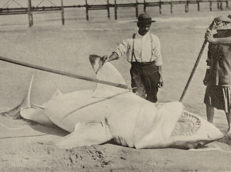 地中海驚見大白鯊 開啟研究人員追溯之旅