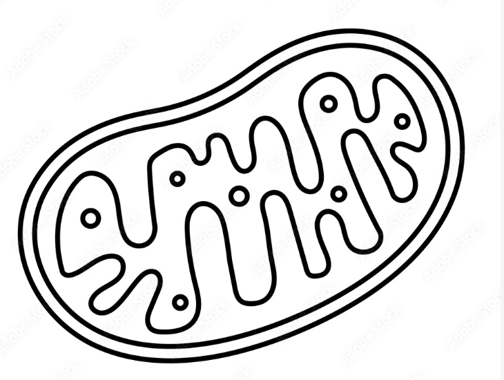 細胞如何運輸能量 質譜儀揭開線索