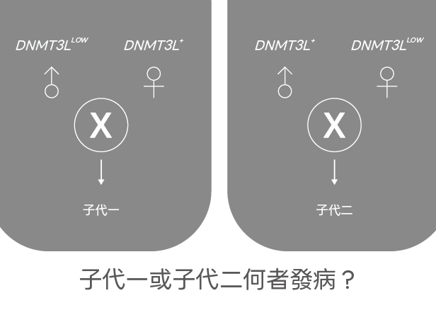 疾病、壽命也男女有別？表觀遺傳學中的性別暗號