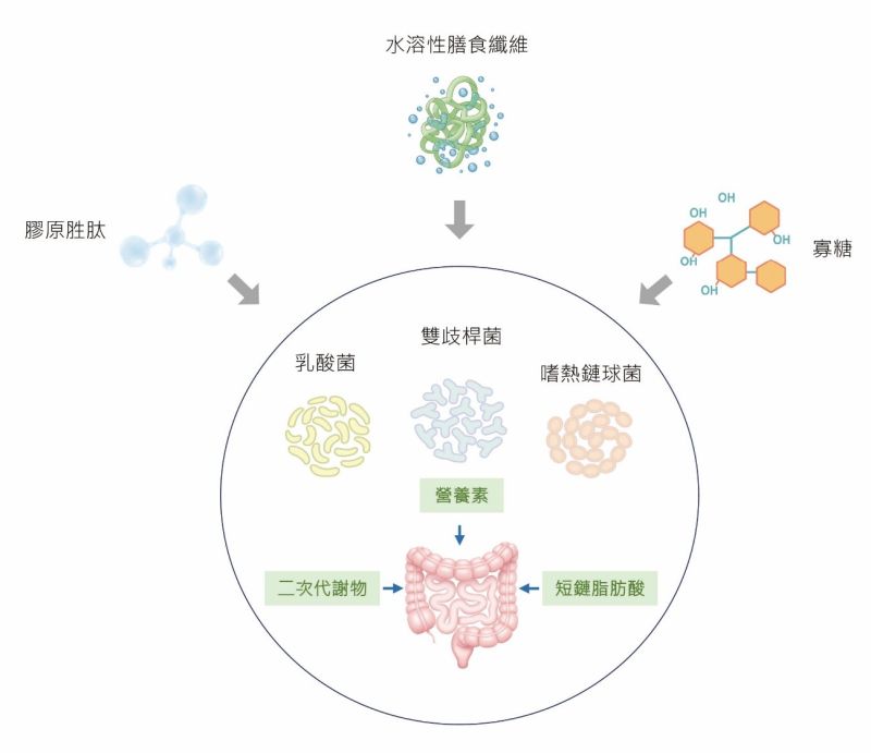 從研發到實證：膠原胜肽益生菌複方對便祕改善的人體研究