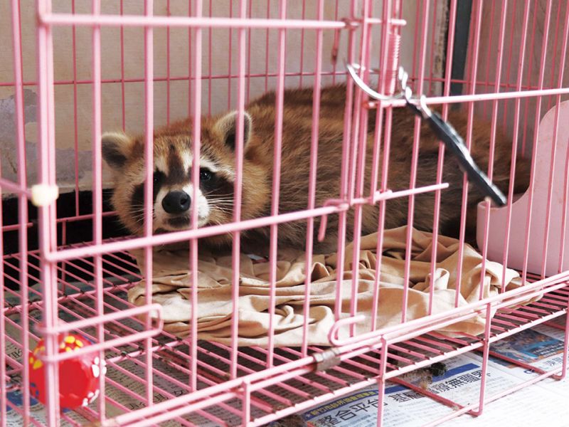 養了之後不想養怎麼辦？ 從跟風到棄養，異寵熱潮下的收容與飼養