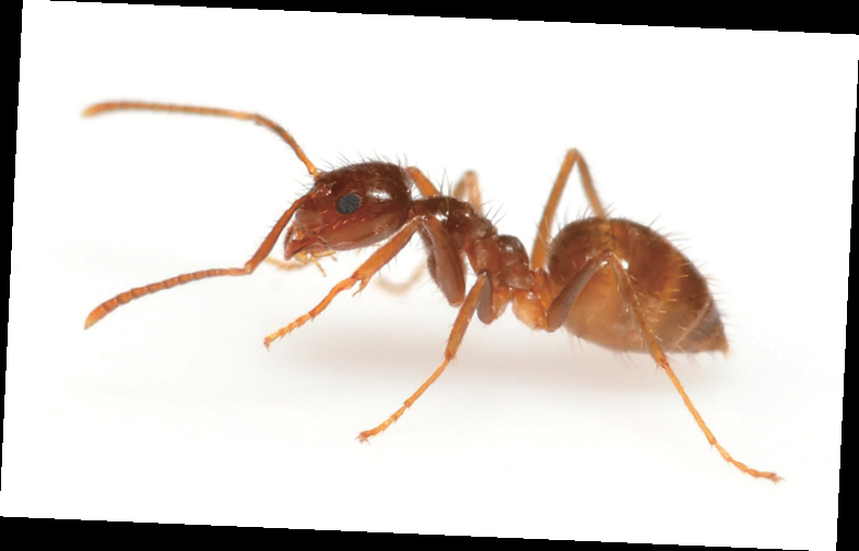 微孢子蟲來襲入侵種螞蟻的惡夢- 科學月刊Science Monthly