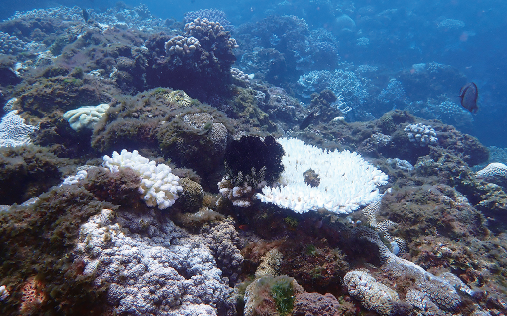 珊瑚白珊瑚シナ海珊瑚宝石珊瑚インテリア