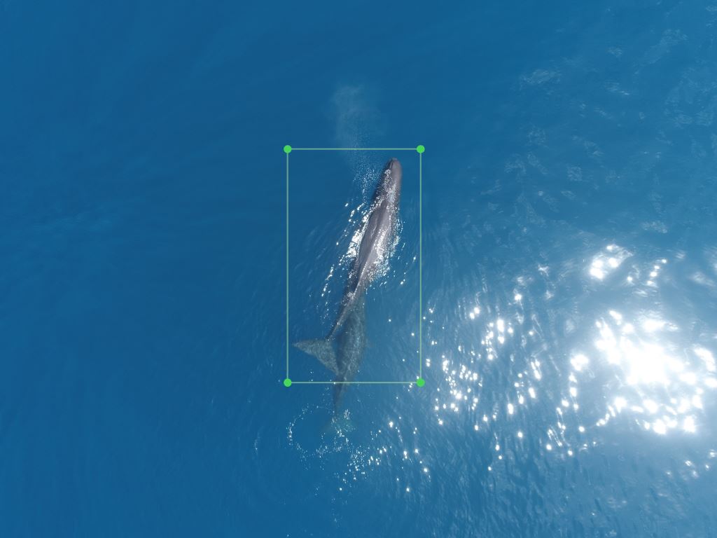從外太空數鯨魚：衛星影像與AI可以如何應用於鯨豚研究？ - TNL The News Lens 關鍵評論網