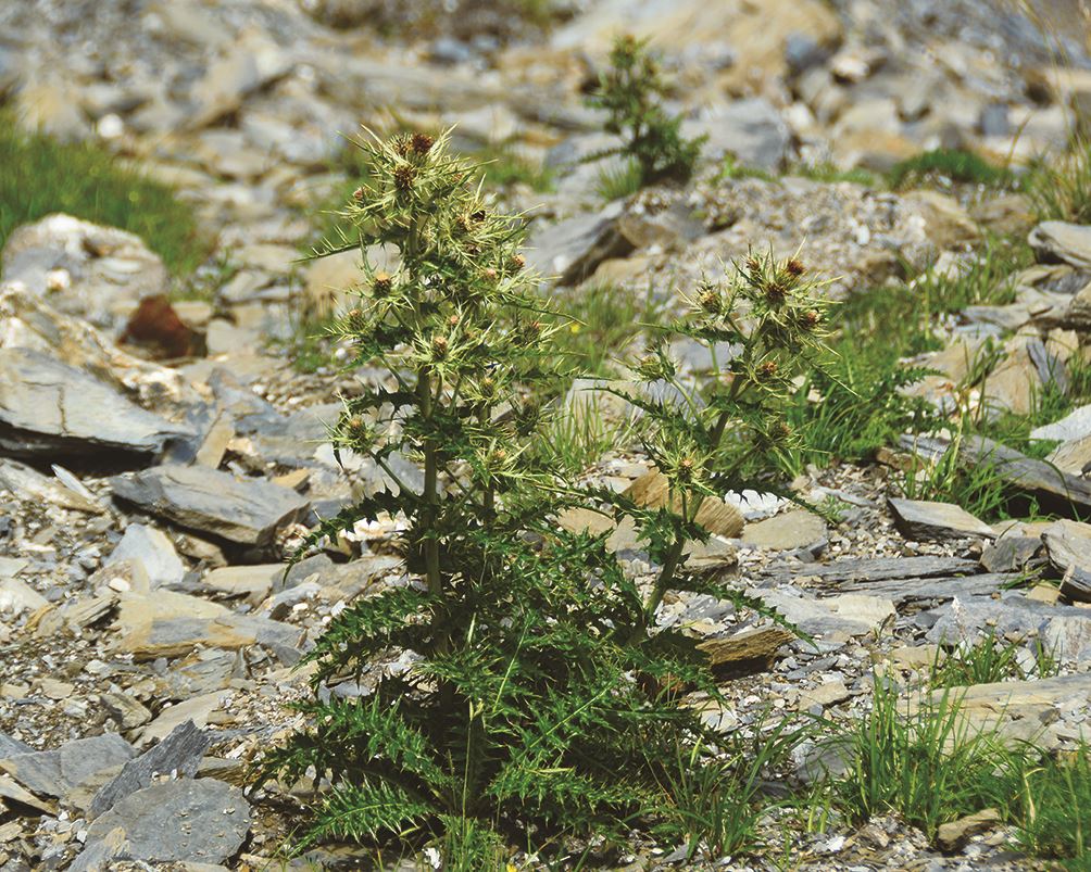 图四:阿里山蓟.(张之毅摄影)